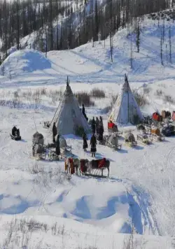 Белый ягель (2014) через торрент скачать Белый ягель (2014) фильм через торрент скачать