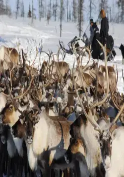 Белый ягель (2014) в хорошем качестве через торрент Белый ягель (2014) фильм в хорошем качестве через торрент