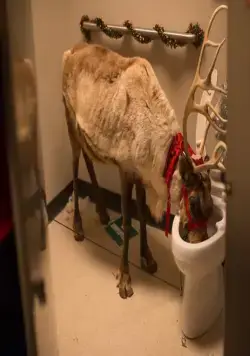 Новогодний корпоратив (2016) через торрент скачать Новогодний корпоратив (2016) фильм через торрент скачать