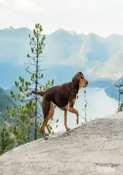 Путь домой (2019) через торрент бесплатно Путь домой (2019) фильм через торрент бесплатно