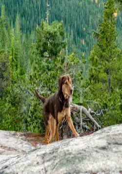 Путь домой (2019) в хорошем качестве через торрент Путь домой (2019) фильм в хорошем качестве через торрент