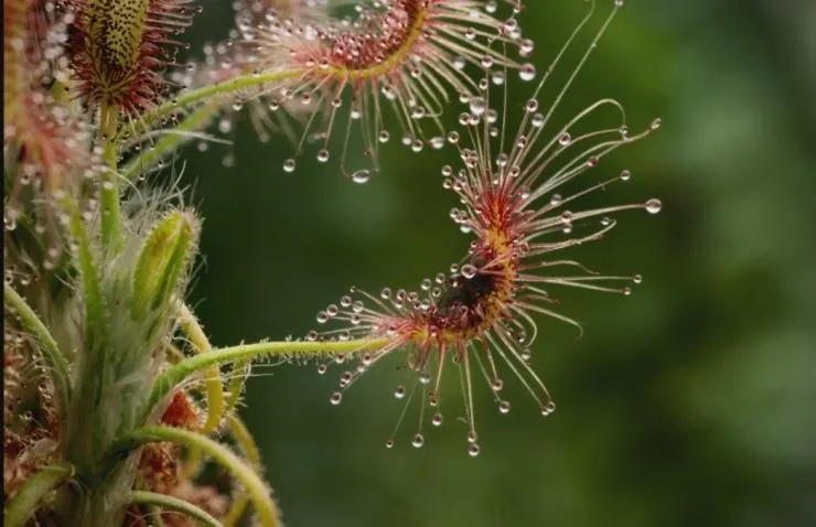 В королевстве растений (2012) через торрент бесплатно В королевстве растений (2012) сериал через торрент бесплатно