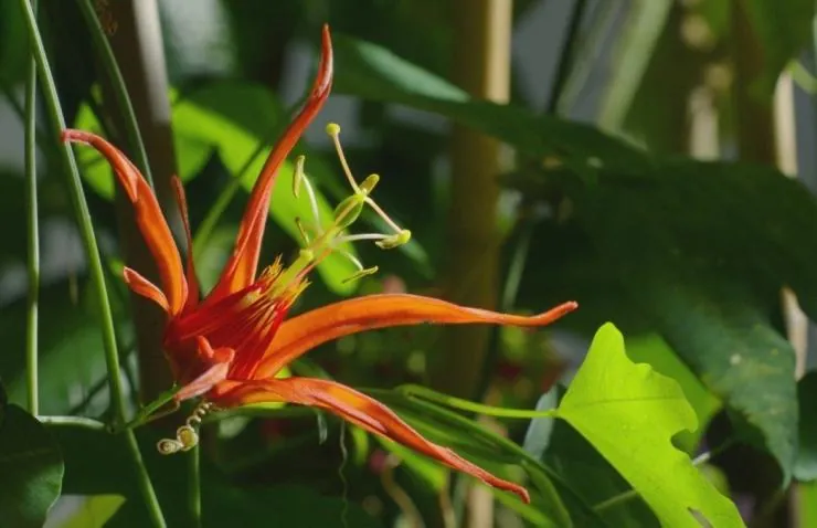 В королевстве растений (2012) в хорошем качестве через торрент В королевстве растений (2012) сериал в хорошем качестве через торрент