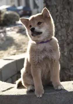 Хатико: Самый верный друг (2009) через торрент бесплатно Хатико: Самый верный друг (2009) фильм через торрент бесплатно