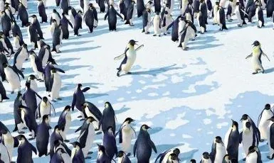 Делай ноги (2006) через торрент скачать Делай ноги (2006) мультфильм через торрент скачать