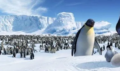 Делай ноги (2006) в хорошем качестве через торрент Делай ноги (2006) мультфильм в хорошем качестве через торрент