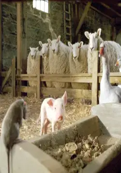 Паутина Шарлотты (2006) через торрент скачать Паутина Шарлотты (2006) фильм через торрент скачать