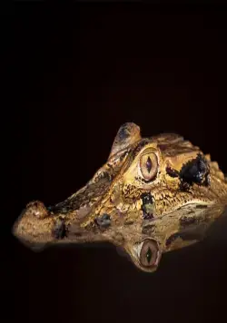 Амазония: Инструкция по выживанию (2013) в хорошем качестве через торрент Амазония: Инструкция по выживанию (2013) фильм в хорошем качестве через торрент