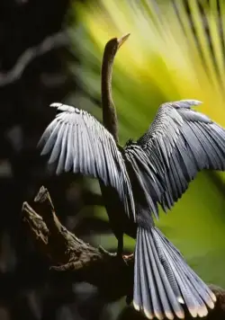 Амазония: Инструкция по выживанию (2013) через торрент скачать Амазония: Инструкция по выживанию (2013) фильм через торрент скачать