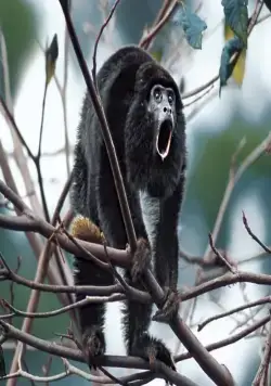 Амазония: Инструкция по выживанию (2013) через торрент бесплатно Амазония: Инструкция по выживанию (2013) фильм через торрент бесплатно