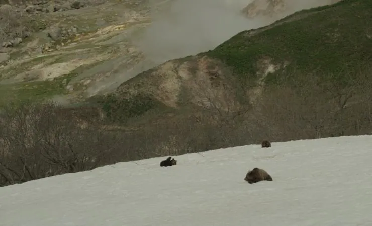 Земля медведей (2013) в хорошем качестве через торрент Земля медведей (2013) фильм в хорошем качестве через торрент