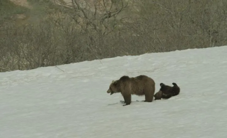 Земля медведей (2013) через торрент бесплатно Земля медведей (2013) фильм через торрент бесплатно