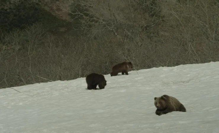 Земля медведей (2013) через торрент скачать Земля медведей (2013) фильм через торрент скачать