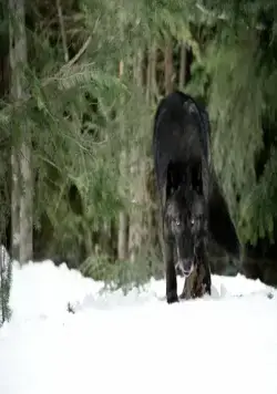 Схватка (2011) через торрент скачать Схватка (2011) фильм через торрент скачать