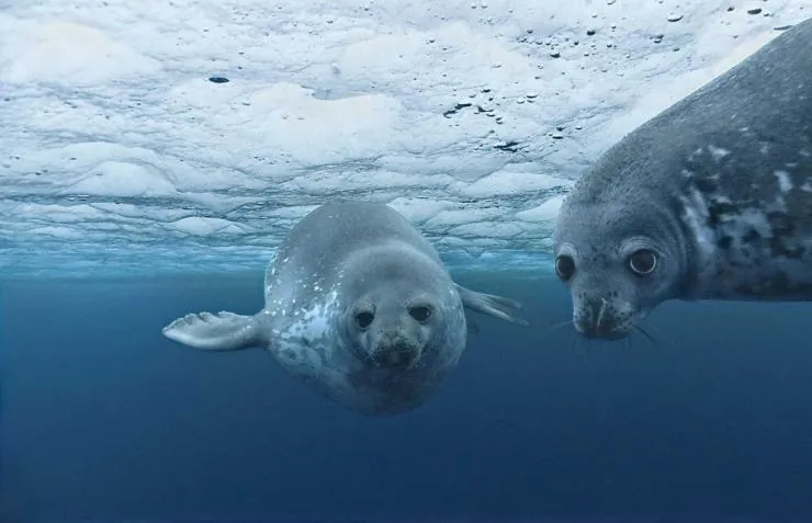 Океаны (2009) через торрент скачать Океаны (2009) фильм через торрент скачать