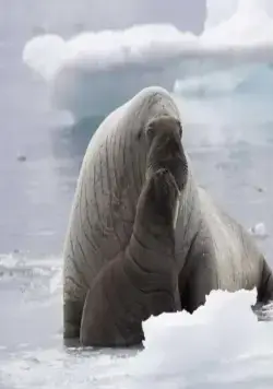 Океаны (2009) через торрент бесплатно Океаны (2009) фильм через торрент бесплатно