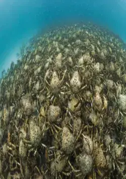 Океаны (2009) в хорошем качестве через торрент Океаны (2009) фильм в хорошем качестве через торрент