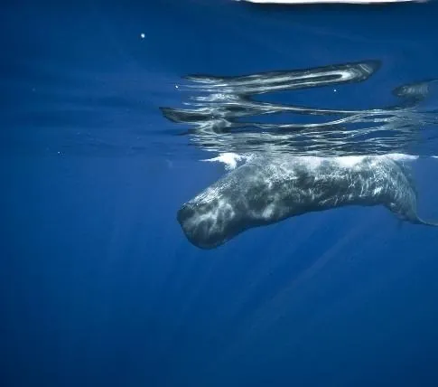 Большое путешествие вглубь океанов: Возвращение (2009) в хорошем качестве через торрент Большое путешествие вглубь океанов: Возвращение (2009) фильм в хорошем качестве через торрент