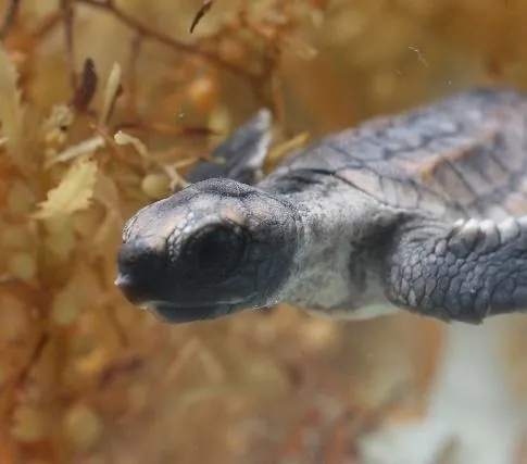 Большое путешествие вглубь океанов: Возвращение (2009) через торрент бесплатно Большое путешествие вглубь океанов: Возвращение (2009) фильм через торрент бесплатно