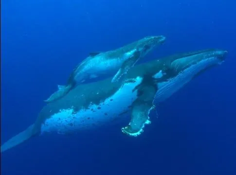 Большое путешествие вглубь океанов: Возвращение (2009) через торрент скачать Большое путешествие вглубь океанов: Возвращение (2009) фильм через торрент скачать