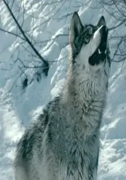 Замерзшие (2010) в хорошем качестве через торрент Замерзшие (2010) фильм в хорошем качестве через торрент