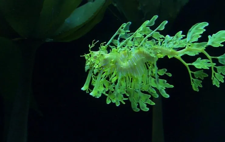 Большое путешествие вглубь океанов 3D (2009) в хорошем качестве через торрент Большое путешествие вглубь океанов 3D (2009) фильм в хорошем качестве через торрент