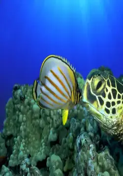 Большое путешествие вглубь океанов 3D (2009) через торрент скачать Большое путешествие вглубь океанов 3D (2009) фильм через торрент скачать