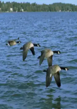 Летите домой (1996) в хорошем качестве через торрент Летите домой (1996) фильм в хорошем качестве через торрент