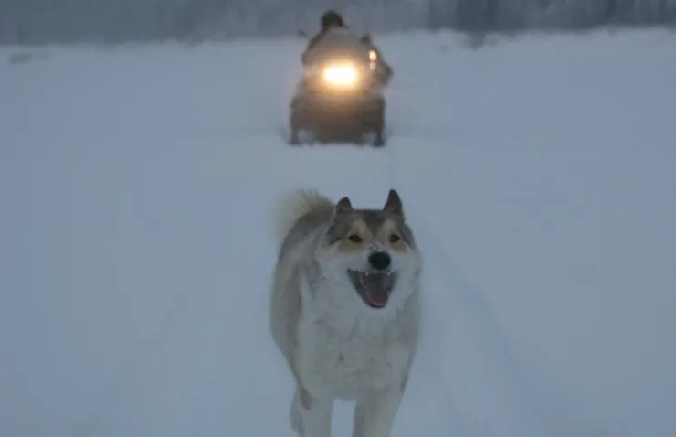 Счастливые люди: Год в тайге (2010) через торрент бесплатно Счастливые люди: Год в тайге (2010) фильм через торрент бесплатно