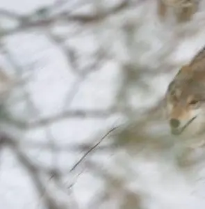 Весьегонская волчица (2004) в хорошем качестве через торрент Весьегонская волчица (2004) фильм в хорошем качестве через торрент