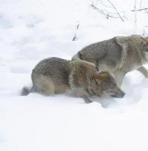 Весьегонская волчица (2004) через торрент скачать Весьегонская волчица (2004) фильм через торрент скачать