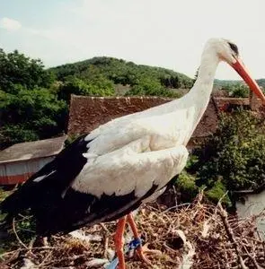 Икота (2002) через торрент бесплатно Икота (2002) фильм через торрент бесплатно