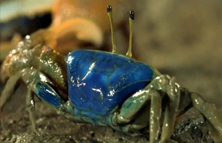 Генезис (2004) через торрент скачать Генезис (2004) фильм через торрент скачать