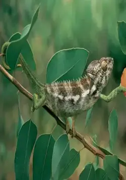 Генезис (2004) в хорошем качестве через торрент Генезис (2004) фильм в хорошем качестве через торрент