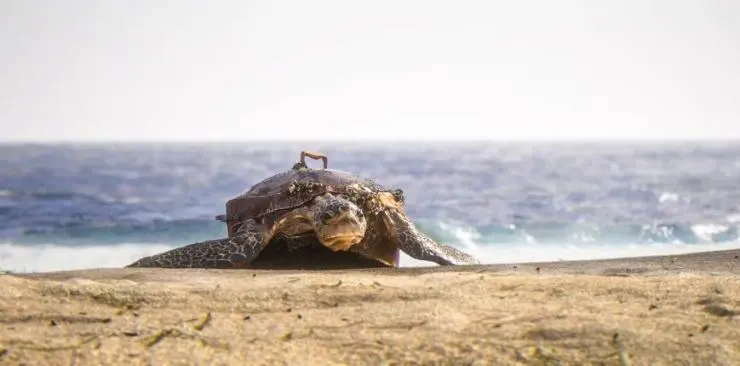 Гибриды (2017) через торрент скачать Гибриды (2017) мультфильм через торрент скачать