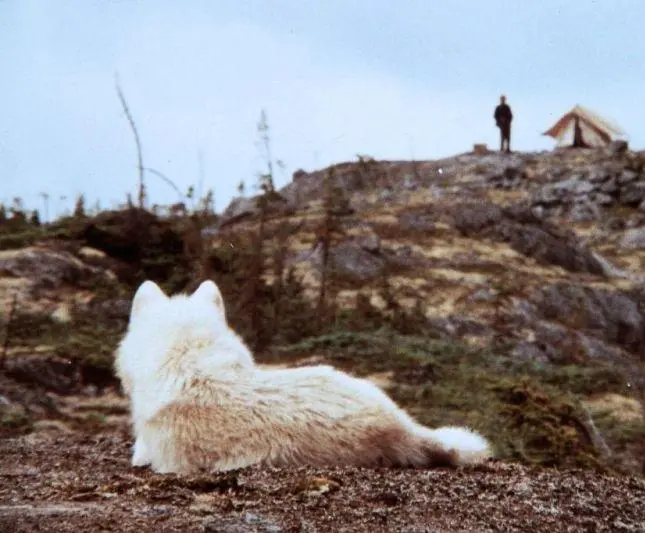 Не кричи «Волки!» (1983) через торрент скачать Не кричи «Волки!» (1983) фильм через торрент скачать