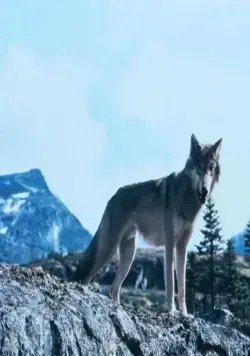 Не кричи «Волки!» (1983) через торрент бесплатно Не кричи «Волки!» (1983) фильм через торрент бесплатно
