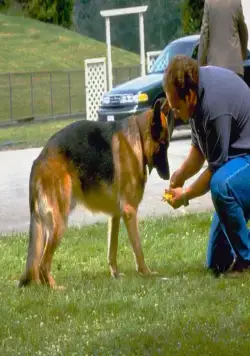 К-9 III: Частные детективы (2002) в хорошем качестве через торрент К-9 III: Частные детективы (2002) фильм в хорошем качестве через торрент