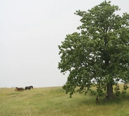 Горячее сердце (2011) через торрент скачать Горячее сердце (2011) фильм через торрент скачать