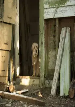 Бенджи (2018) через торрент скачать Бенджи (2018) фильм через торрент скачать