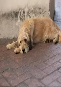 Бенджи (2018) через торрент бесплатно Бенджи (2018) фильм через торрент бесплатно