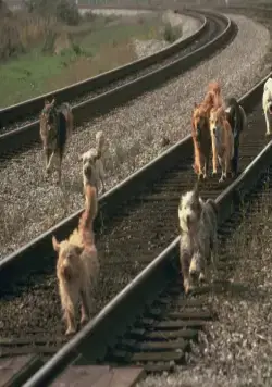 Бинго (1991) через торрент скачать Бинго (1991) фильм через торрент скачать