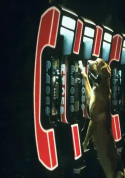 Бинго (1991) через торрент бесплатно Бинго (1991) фильм через торрент бесплатно