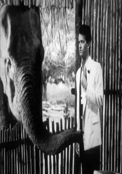 Волонтеры (1985) через торрент скачать Волонтеры (1985) фильм через торрент скачать