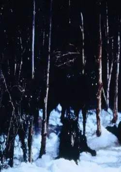 Волк (1994) через торрент бесплатно Волк (1994) фильм через торрент бесплатно