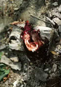 Поворот не туда (2003) в хорошем качестве через торрент Поворот не туда (2003) фильм в хорошем качестве через торрент