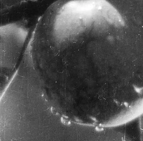 Земля (1930) в хорошем качестве через торрент Земля (1930) фильм в хорошем качестве через торрент