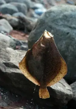 О рыбаке и его жене (2013) через торрент скачать О рыбаке и его жене (2013) фильм через торрент скачать