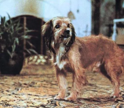 Бенджи (1974) в хорошем качестве через торрент Бенджи (1974) фильм в хорошем качестве через торрент