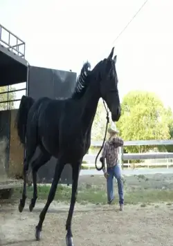 Флика 3 (2012) через торрент скачать Флика 3 (2012) фильм через торрент скачать